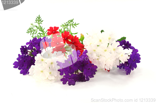 Image of Verbena