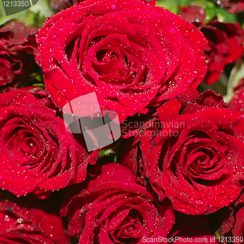 Image of Red Roses