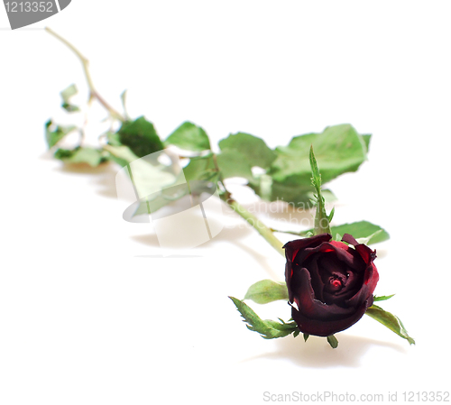 Image of Dried Rose