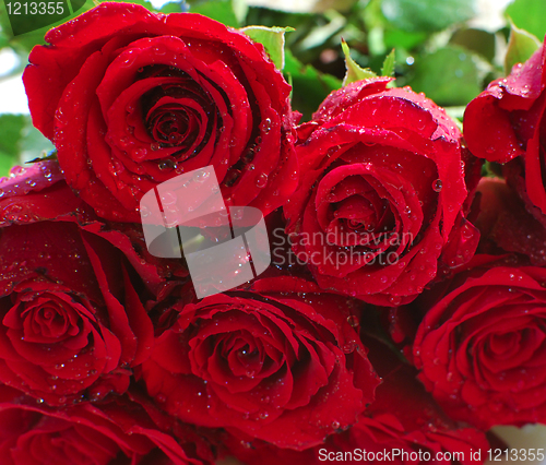 Image of Red Roses