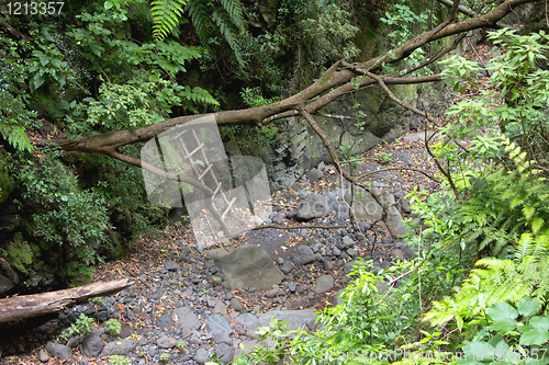 Image of River bed with wooden ladder in the woods