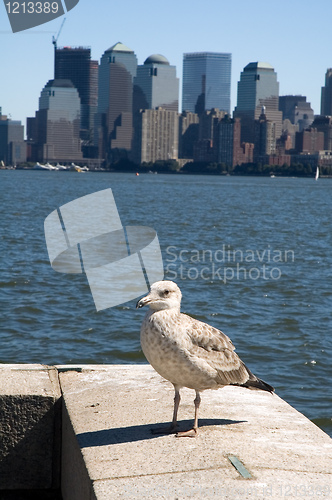 Image of New York seagull