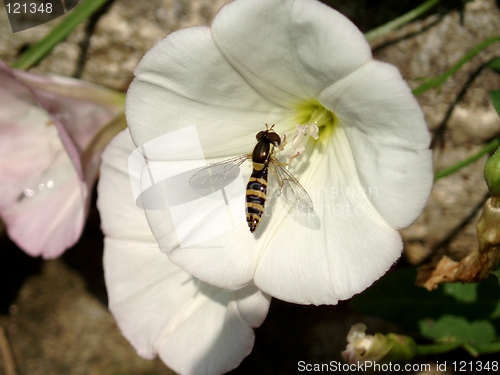 Image of White Blossoms  and Bee