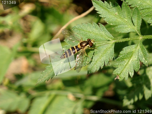 Image of Bee