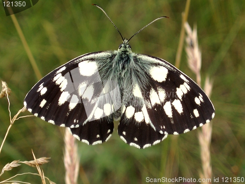 Image of Butterfly