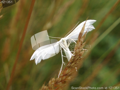 Image of Butterfly