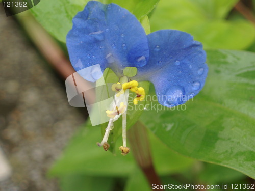 Image of Wild flower