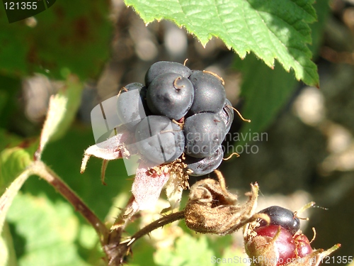 Image of Wild Fruit