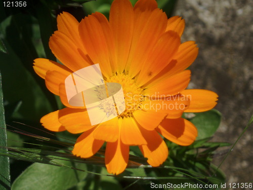 Image of Calendula