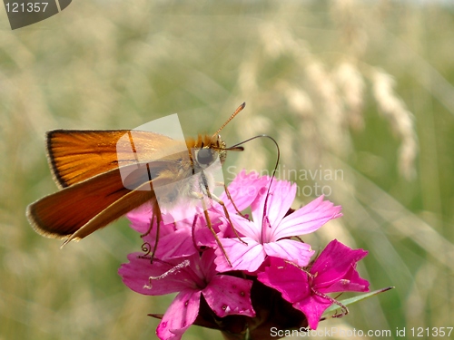 Image of Butterfly