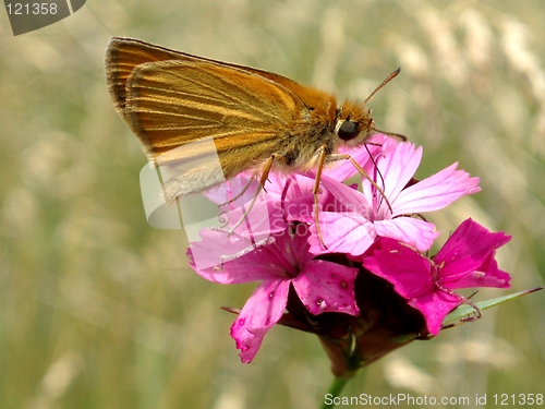 Image of Butterfly