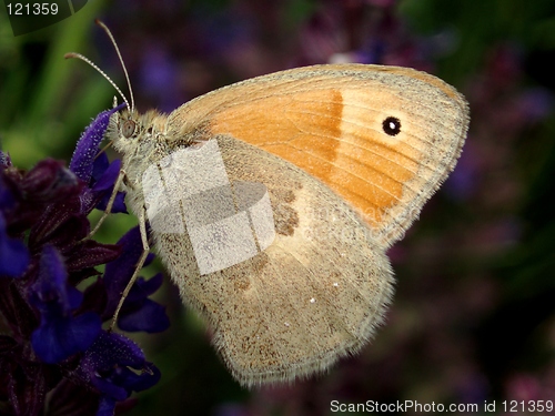 Image of Butterfly