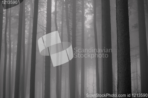 Image of misty forest