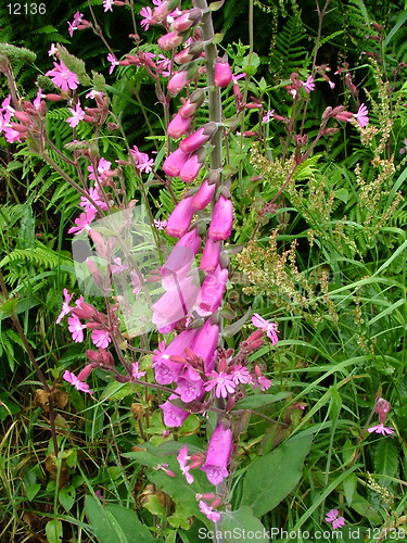 Image of Foxgloves in hedgerow.