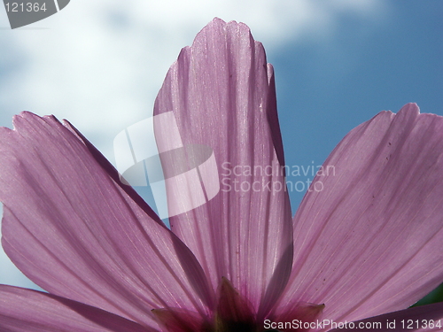 Image of Under the flower