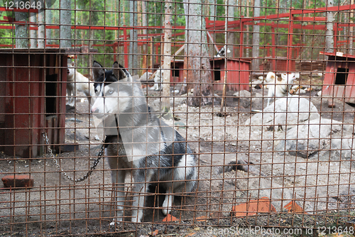 Image of sad and tearful dog in captivity 