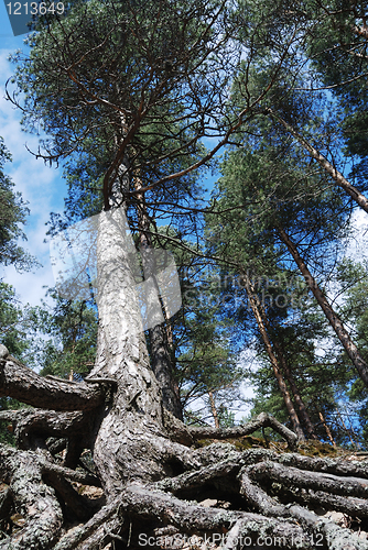 Image of tall pine with overgrown tree roots