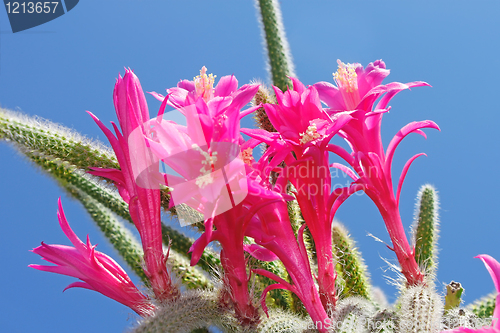 Image of Cactus flowers