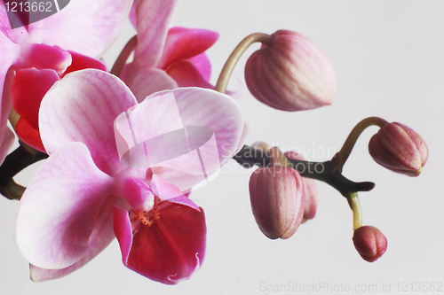 Image of beautiful pink orchids on white background