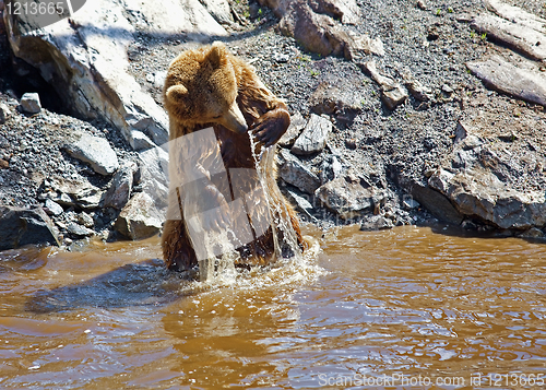 Image of Brown bear