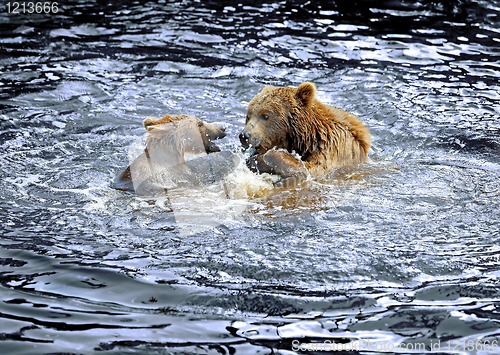 Image of Brown bear