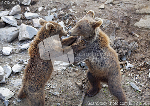 Image of Brown bear