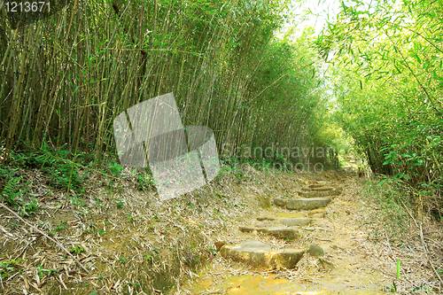 Image of Green Bamboo Forest -- a path leads through a lush bamboo forest