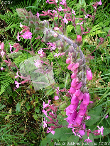 Image of Foxgloves in hedgerow.