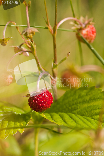 Image of Wild strawberry