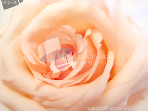 Image of delicate pink rose