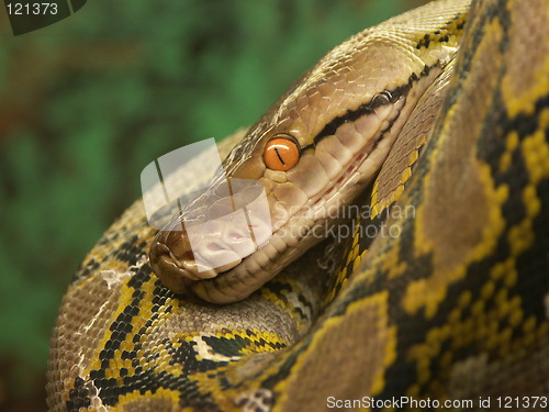 Image of Snake