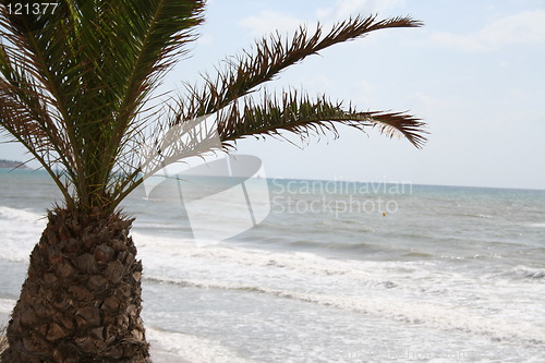 Image of Palm in front of the sea
