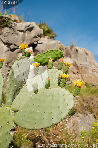 Image of Flowering cactus