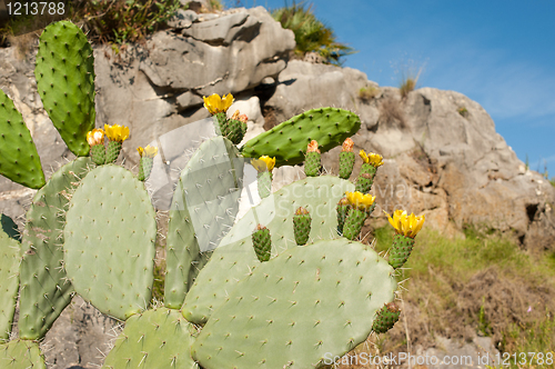 Image of Flowering cactus