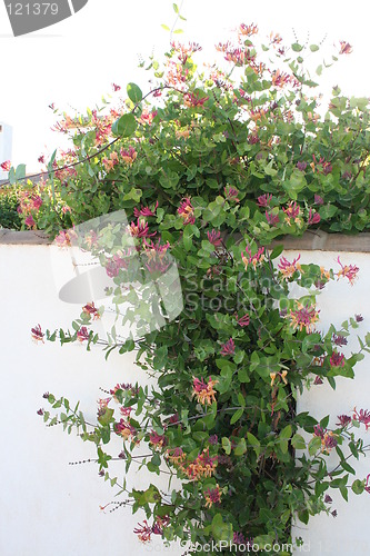 Image of Honeysuckle