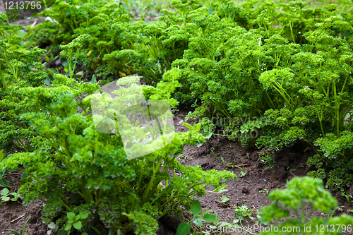 Image of Green parsley