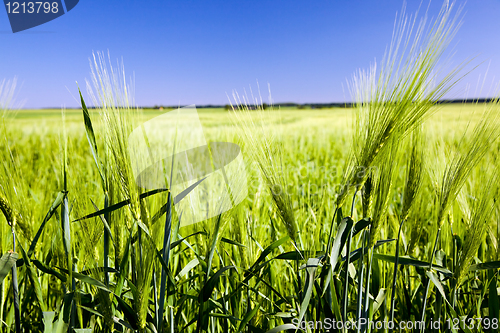 Image of Green ear of barley