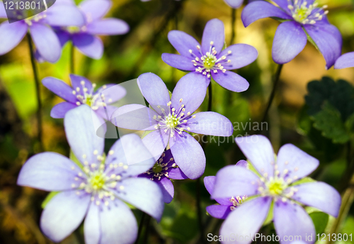 Image of Spring flowers