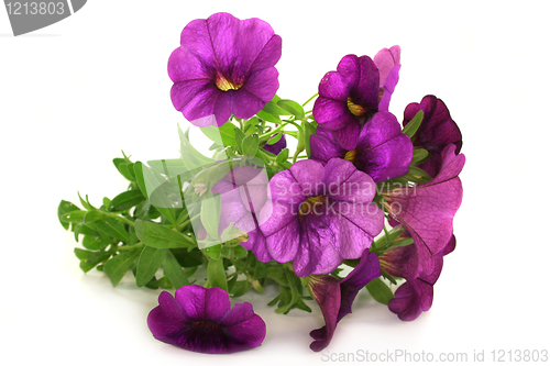 Image of Petunia