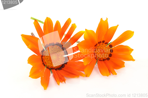 Image of Gazania