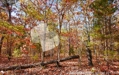 Image of colourful leaves in autumn or fall