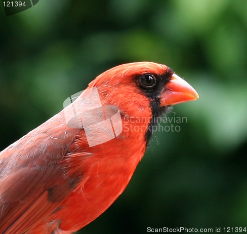 Image of Cardinal Portrait