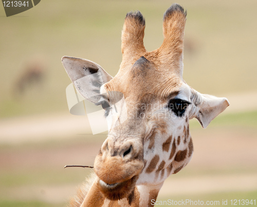Image of african giraffe up close