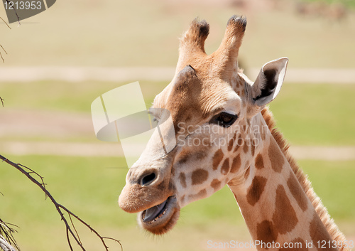 Image of african giraffe up close