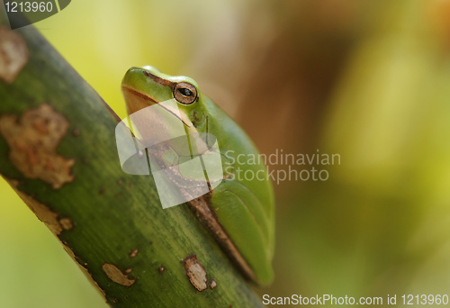 Image of dwarf green tree frog in plant