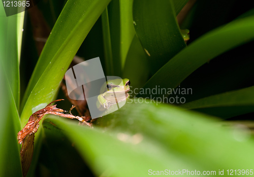 Image of dwarf green tree frog in plant