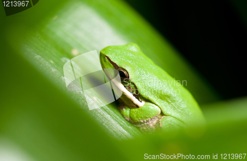 Image of dwarf green tree frog in plant