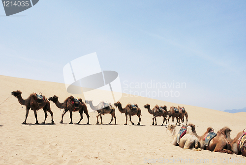 Image of Camel safari in the deserts