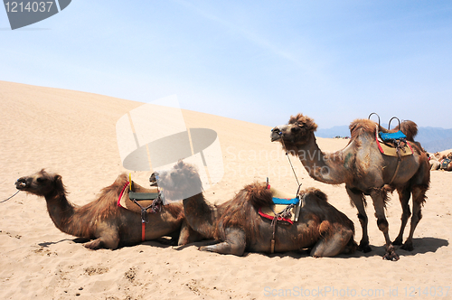 Image of Camels in the deserts