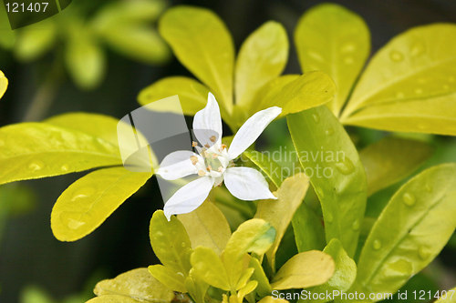 Image of seldom seen flower on a choisya bush